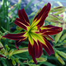 Double Red Firecracker Daylily